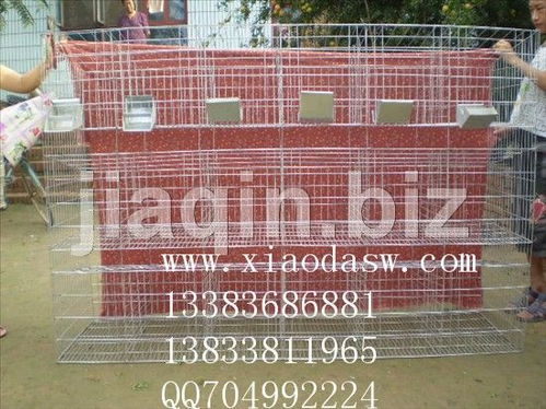 兔籠采購與商機(jī) 從獺兔籠到仔母籠的全方位解析