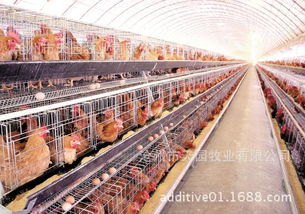 蠅蛆凈 高效寄生蟲防治與飼料添加劑的多元化應用